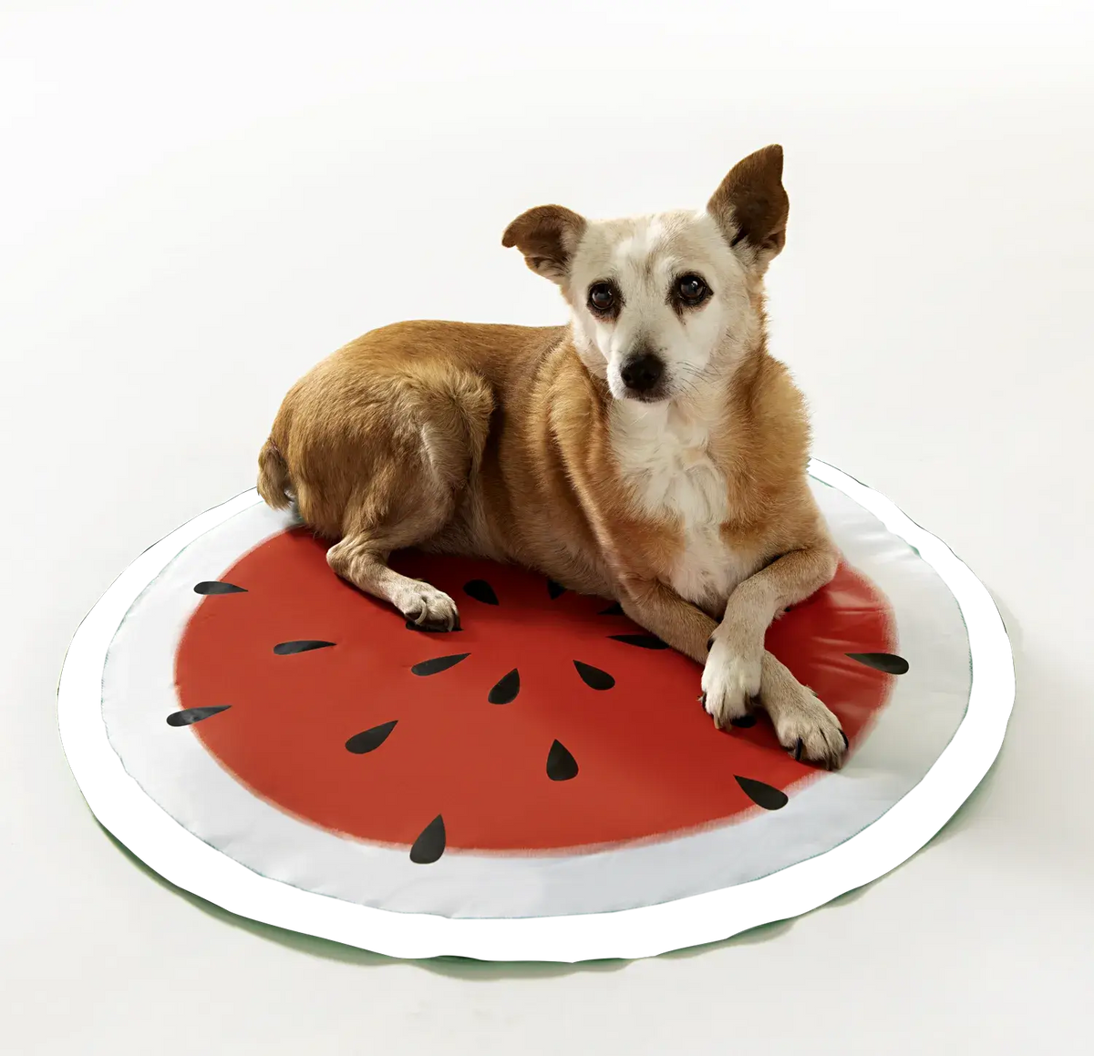 Hunde Kühlmatte Melone – Hund liegt auf runder Kühlunterlage im Wassermelonen-Design für heiße Tage
