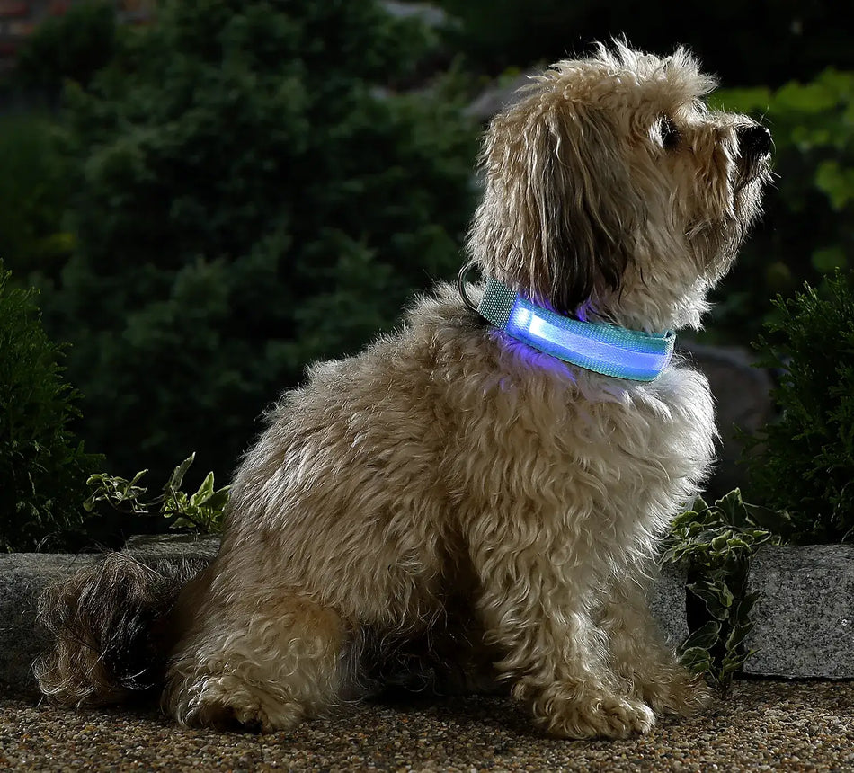 LED Hundehalsband am Hund bei Nacht, leuchtendes Sicherheits-Halsband für bessere Sichtbarkeit beim Spaziergang
