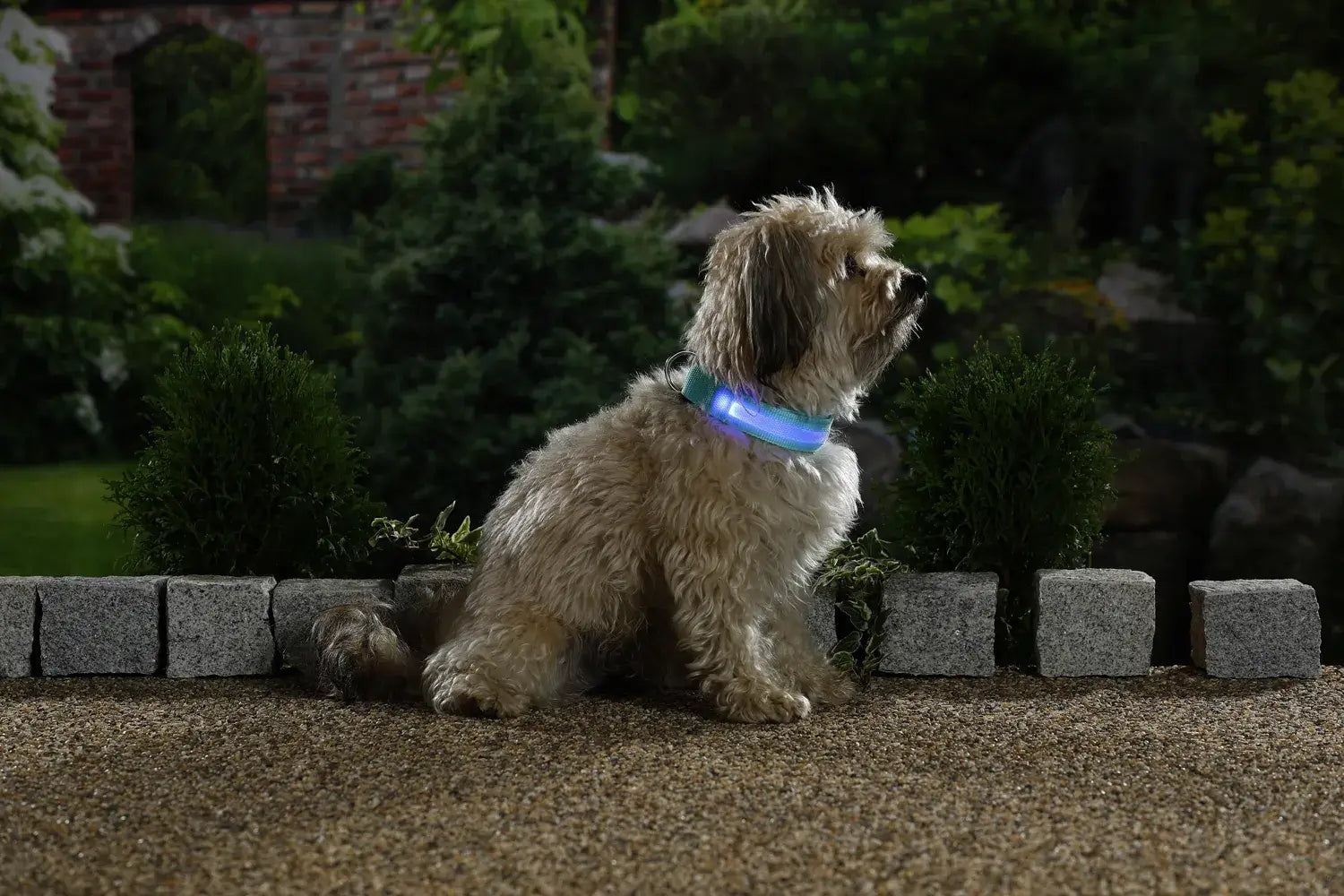 LED Hundehalsband am Hund bei Nacht im Garten – leuchtendes Sicherheits-Halsband für bessere Sichtbarkeit