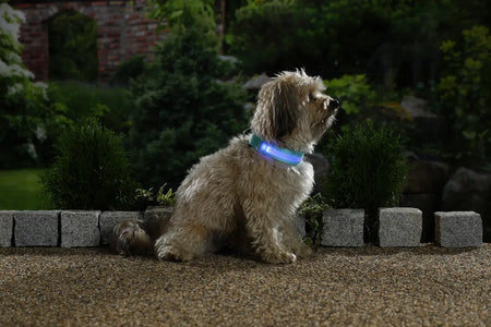 LED Hundehalsband am Hund bei Nacht im Garten – leuchtendes Sicherheits-Halsband für bessere Sichtbarkeit